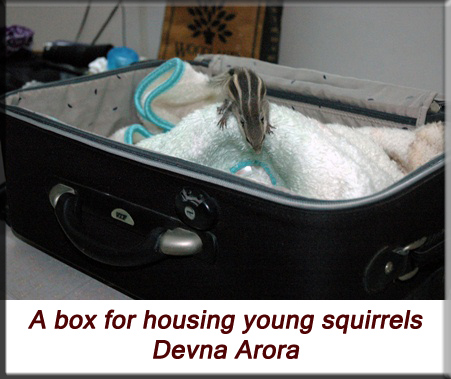 Devna Arora - Indian palm squirrel - Box for housing the young